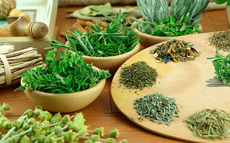 Conheça a fitoterapia, ciência que estuda as plantas Conheça a fitoterapia, ciência que estuda as plantas