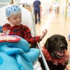 Psikologia kuracado: estas pruvitaj kazoj pri malpliiĝo de deprimo-simptomoj, ĉar la kontakto kun la bestoj pligrandigas la nivelojn de endorfino kaj malpliigas anksion kaj doloron.