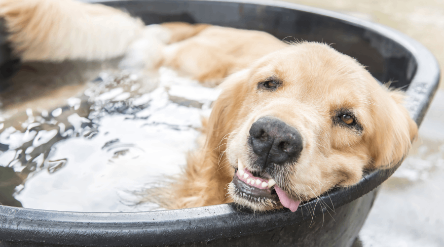 BOLHA DE CALOR: Saiba como cuidar do seu pet em dias muito quentes